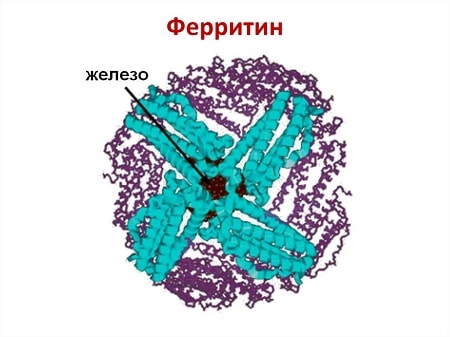Анализ крови на Ферритин